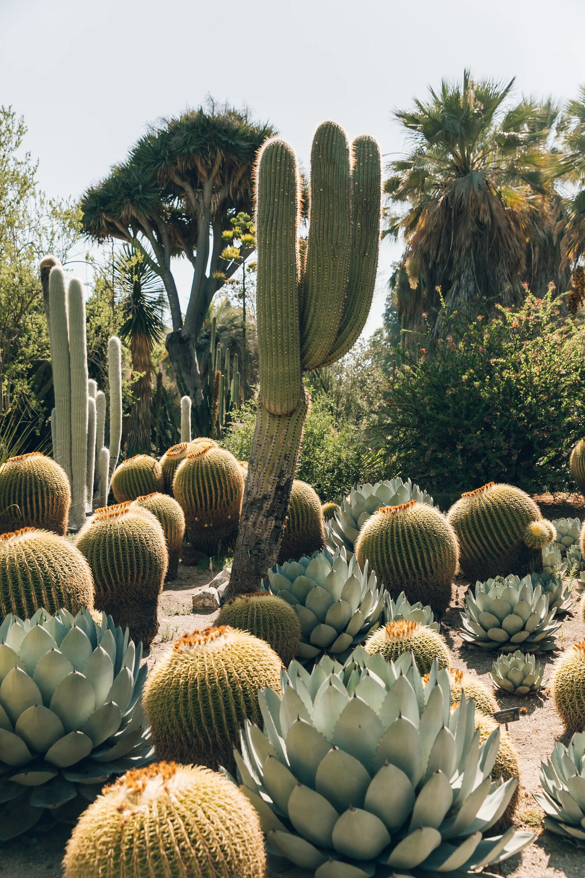 Cactus landscape deals